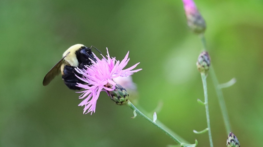 A bumblebee perched on a pink flower in the Ontario Greenbelt.