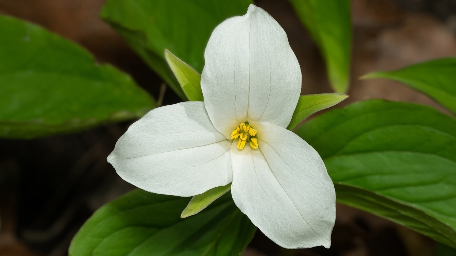 A trillium.