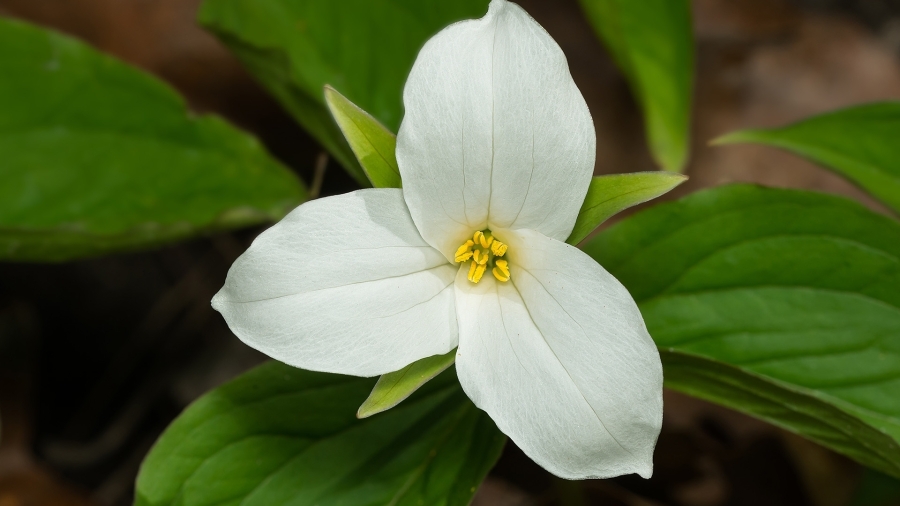 A trillium flower.