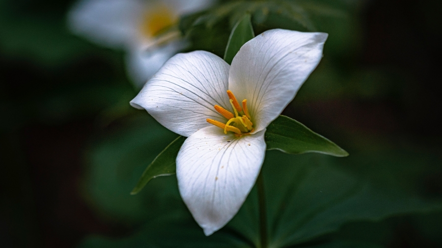 Une fleur de trille dans une forêt.