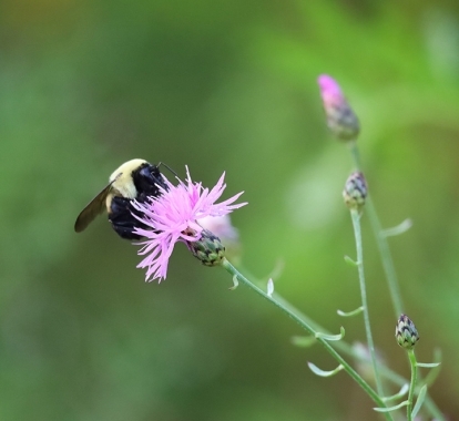 A bumblebee perched on a pink flower in the Ontario Greenbelt.
