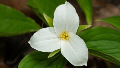 A trillium.